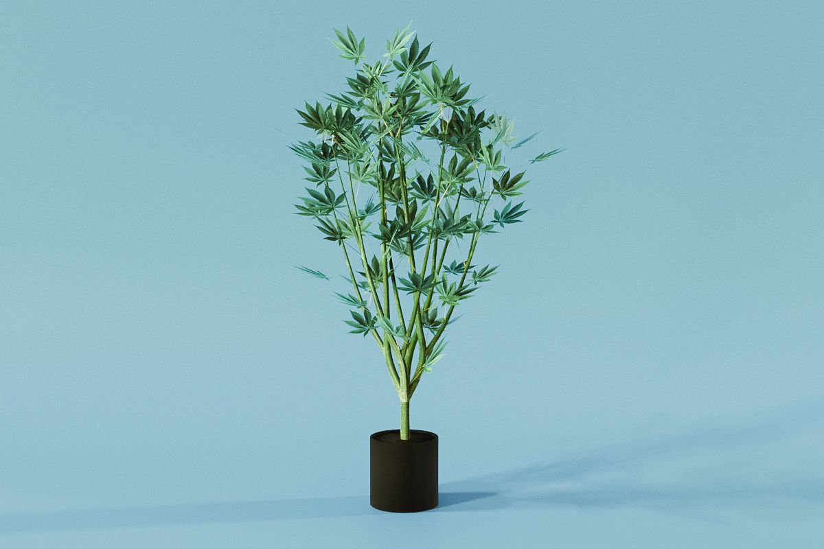 Veg Cannabis Plant 3D Model 3D model_1