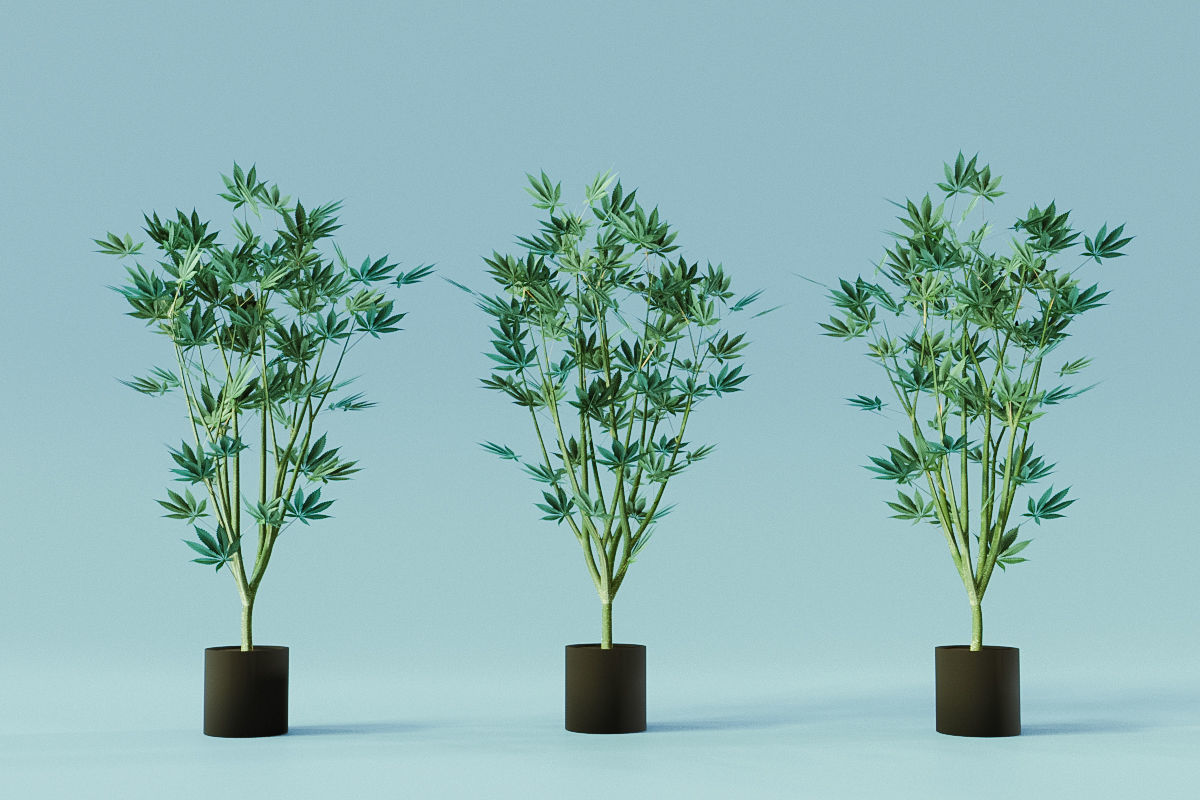 Veg Cannabis Plant 3D Model 3D model_5