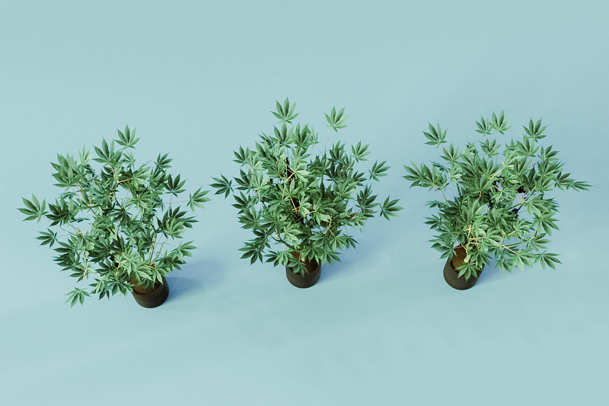 Veg Cannabis Plant 3D Model 3D model_6