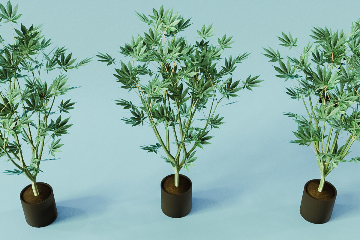 Veg Cannabis Plant 3D Model 3D model_8