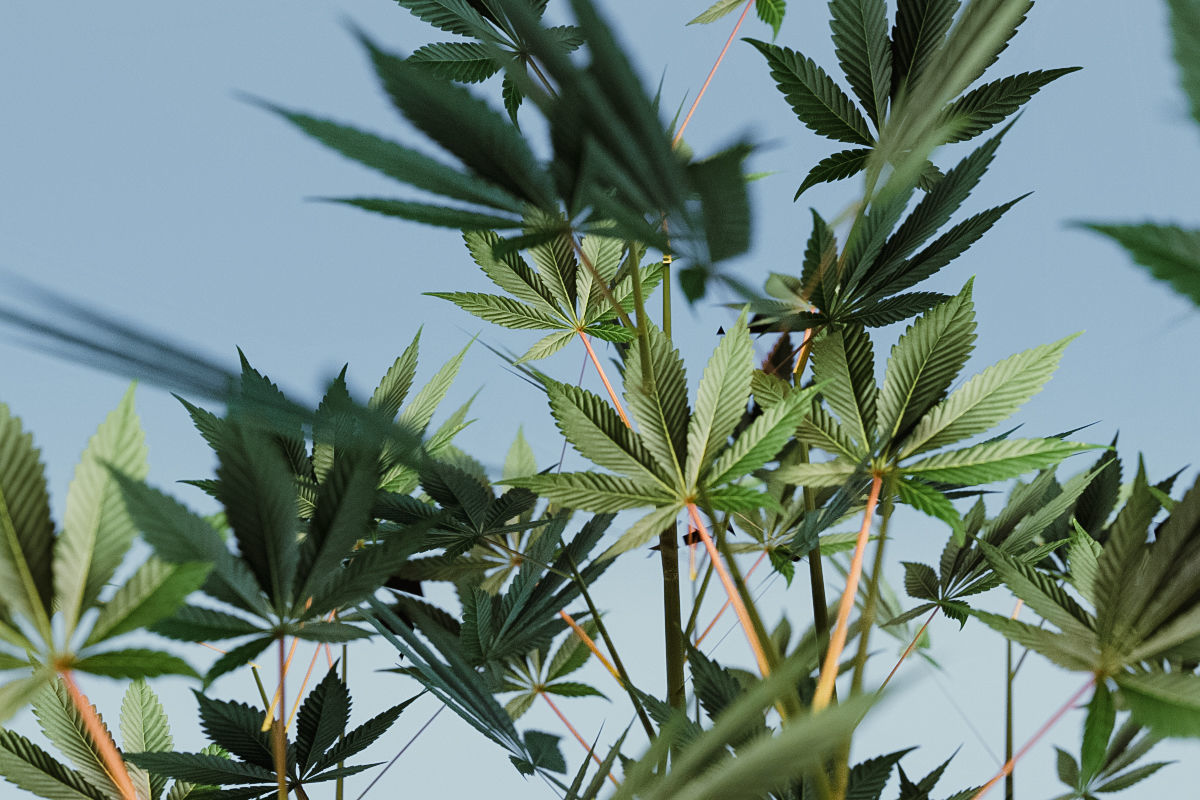 Veg Cannabis Plant 3D Model 3D model_4