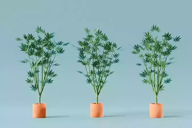 Veg Cannabis Plant 3D Model 3D model