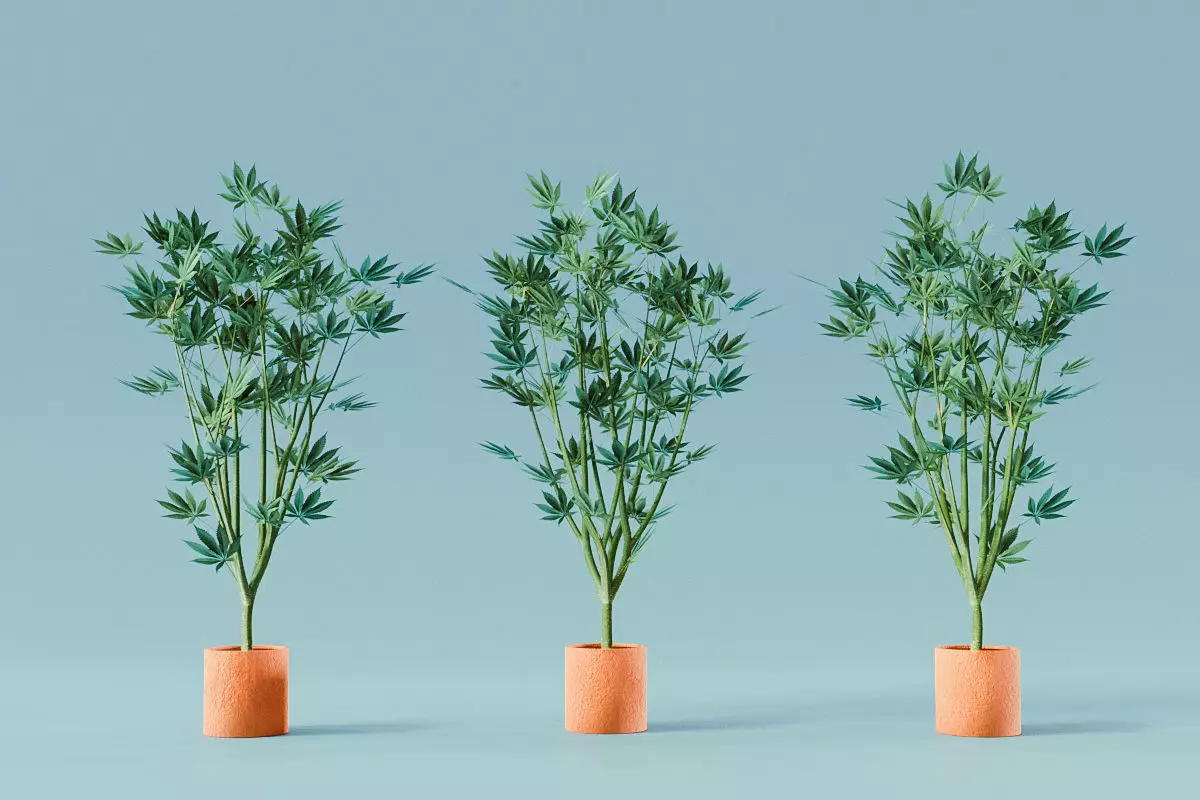 Veg Cannabis Plant 3D Model 3D model_0