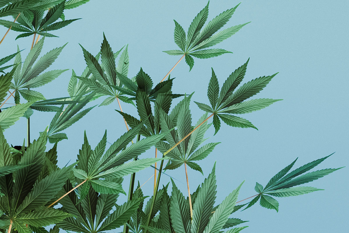 Veg Cannabis Plant 3D Model 3D model_3