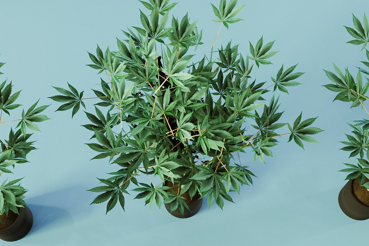 Veg Cannabis Plant 3D Model 3D model_7