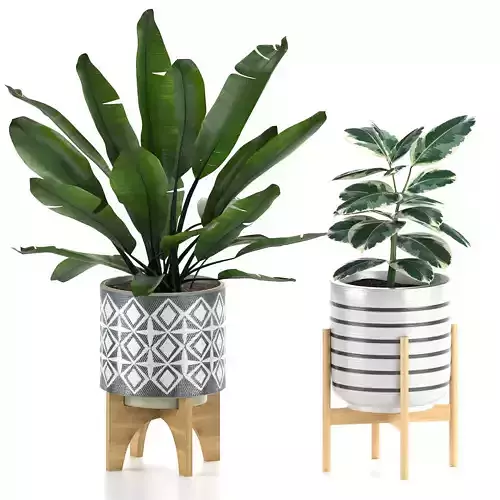 Banana and ficus plants