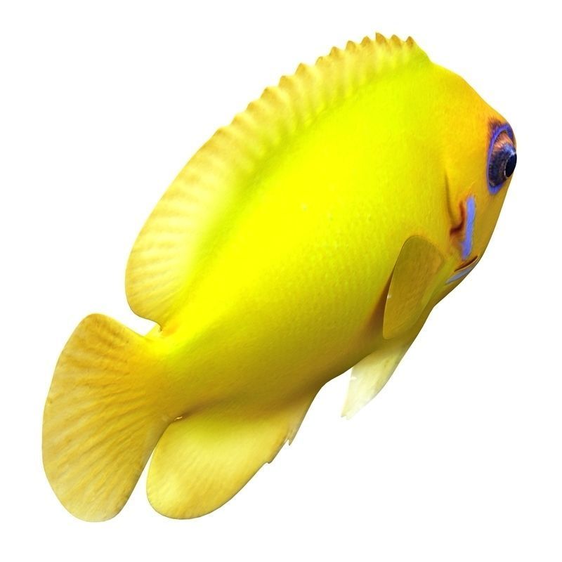 Lemon Lauwiliwili Reef fish 3D model_4