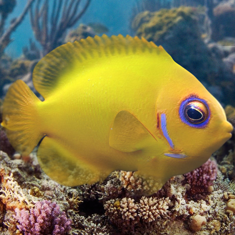 Lemon Lauwiliwili Reef fish 3D model_0