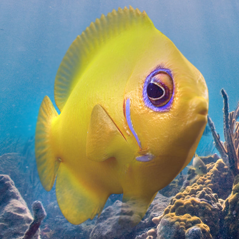 Lemon Lauwiliwili Reef fish 3D model_1