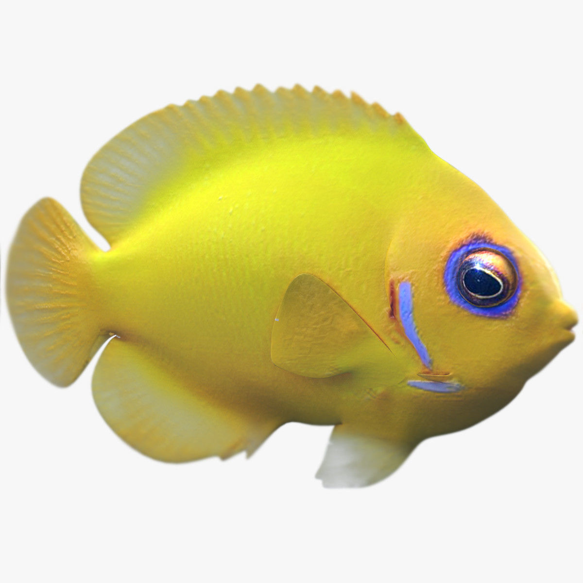 Lemon Lauwiliwili Reef fish 3D model_3
