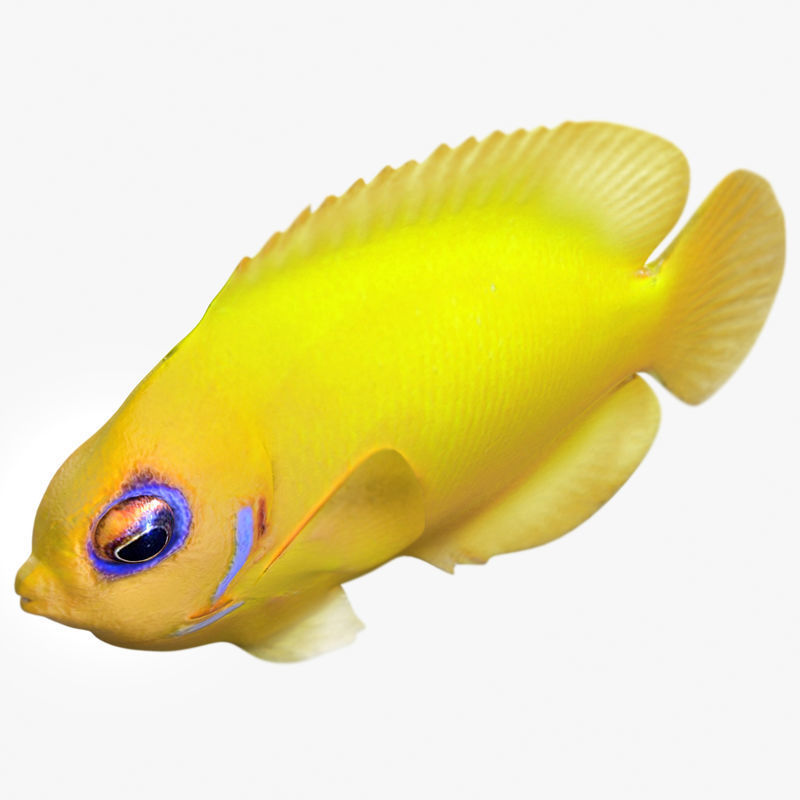 Lemon Lauwiliwili Reef fish 3D model_2