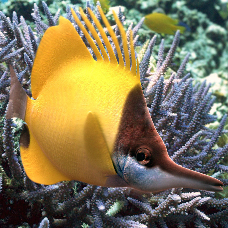 Lemon Lauwiliwili Reef fish 3D model_0