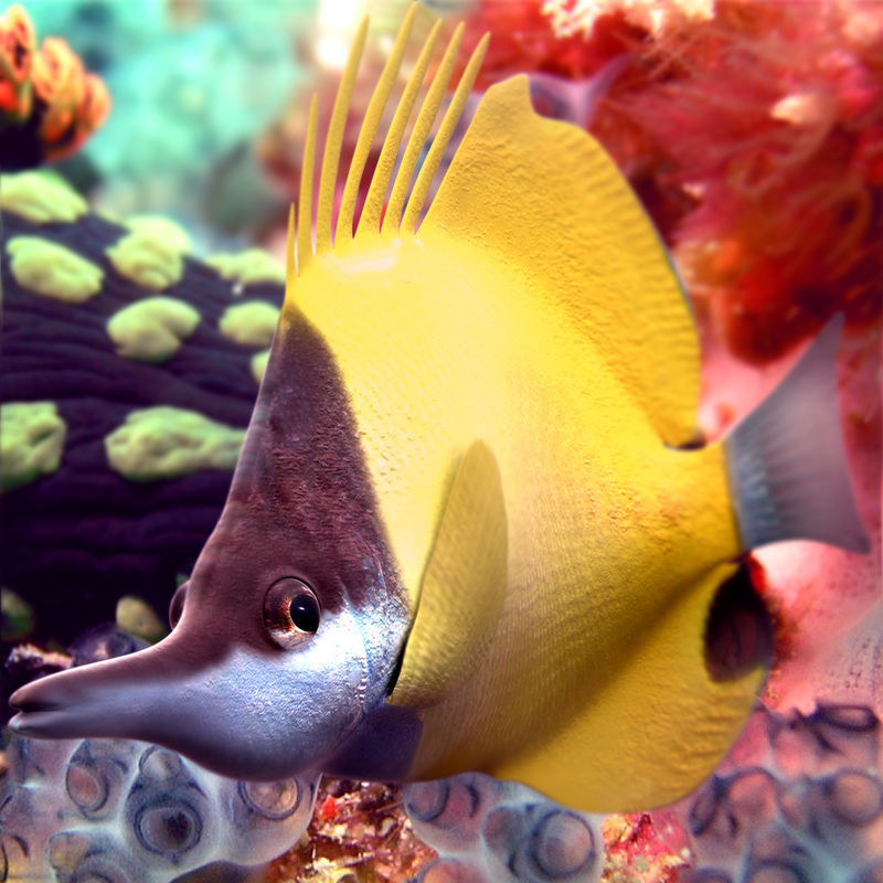 Lemon Lauwiliwili Reef fish 3D model_1