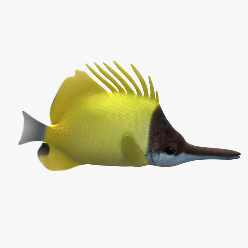 Lemon Lauwiliwili Reef fish 3D model_4