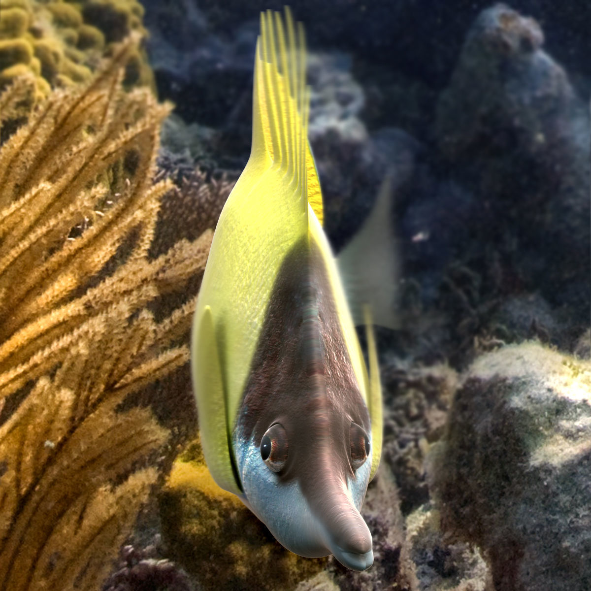 Lemon Lauwiliwili Reef fish 3D model_2