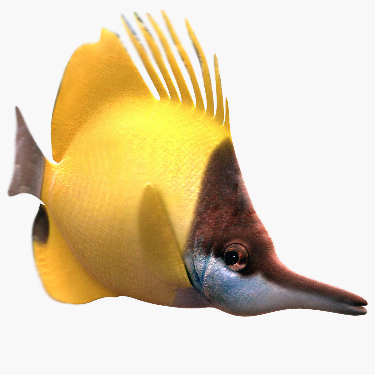 Lemon Lauwiliwili Reef fish 3D model_3