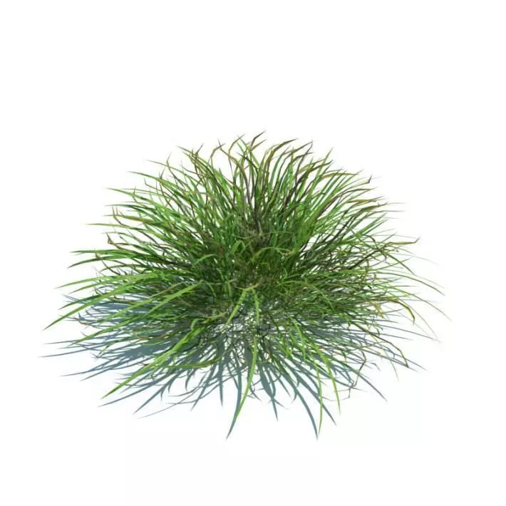 Green Grass Shrub 3D model_0