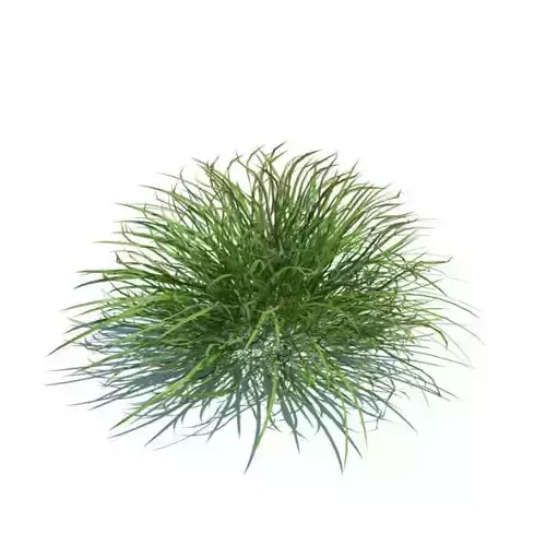 Green Grass Shrub 3D model