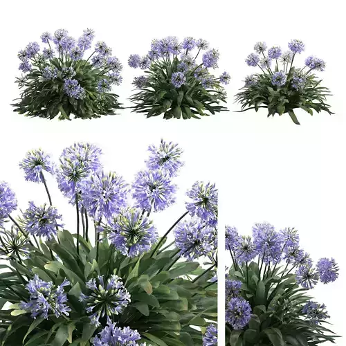 Agapanthus 01
