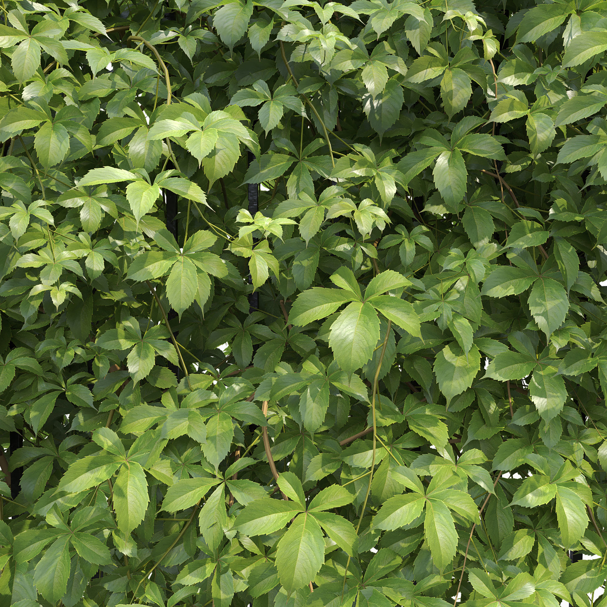Virginia Creeper hedge 01 3D model_3