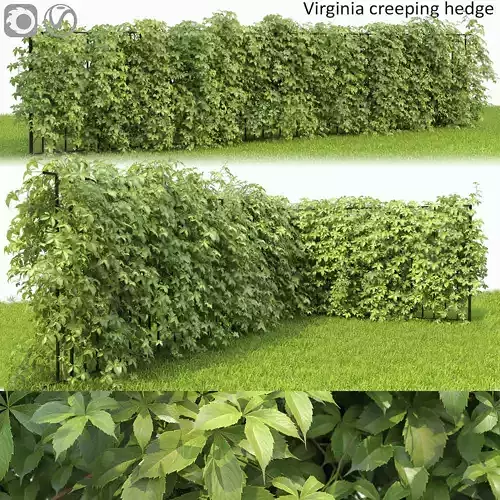 Virginia Creeper hedge 01 3D model