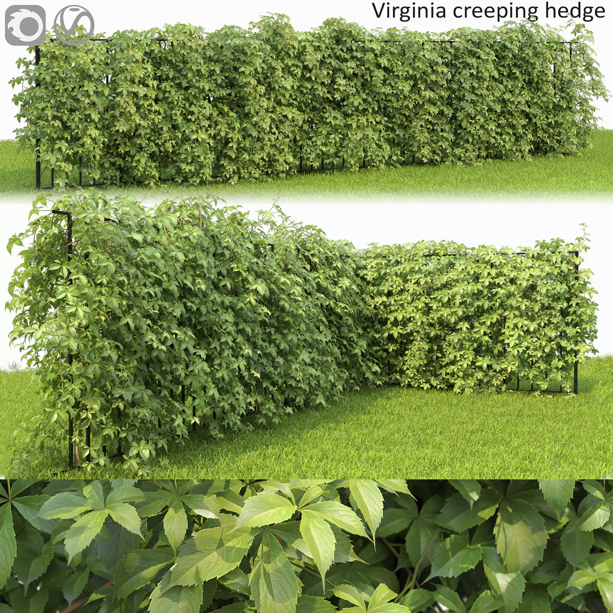 Virginia Creeper hedge 01 3D model_0