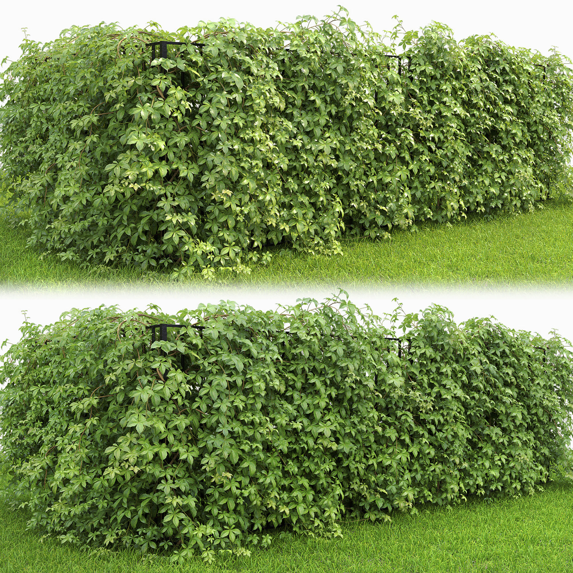 Virginia Creeper hedge 01 3D model_6