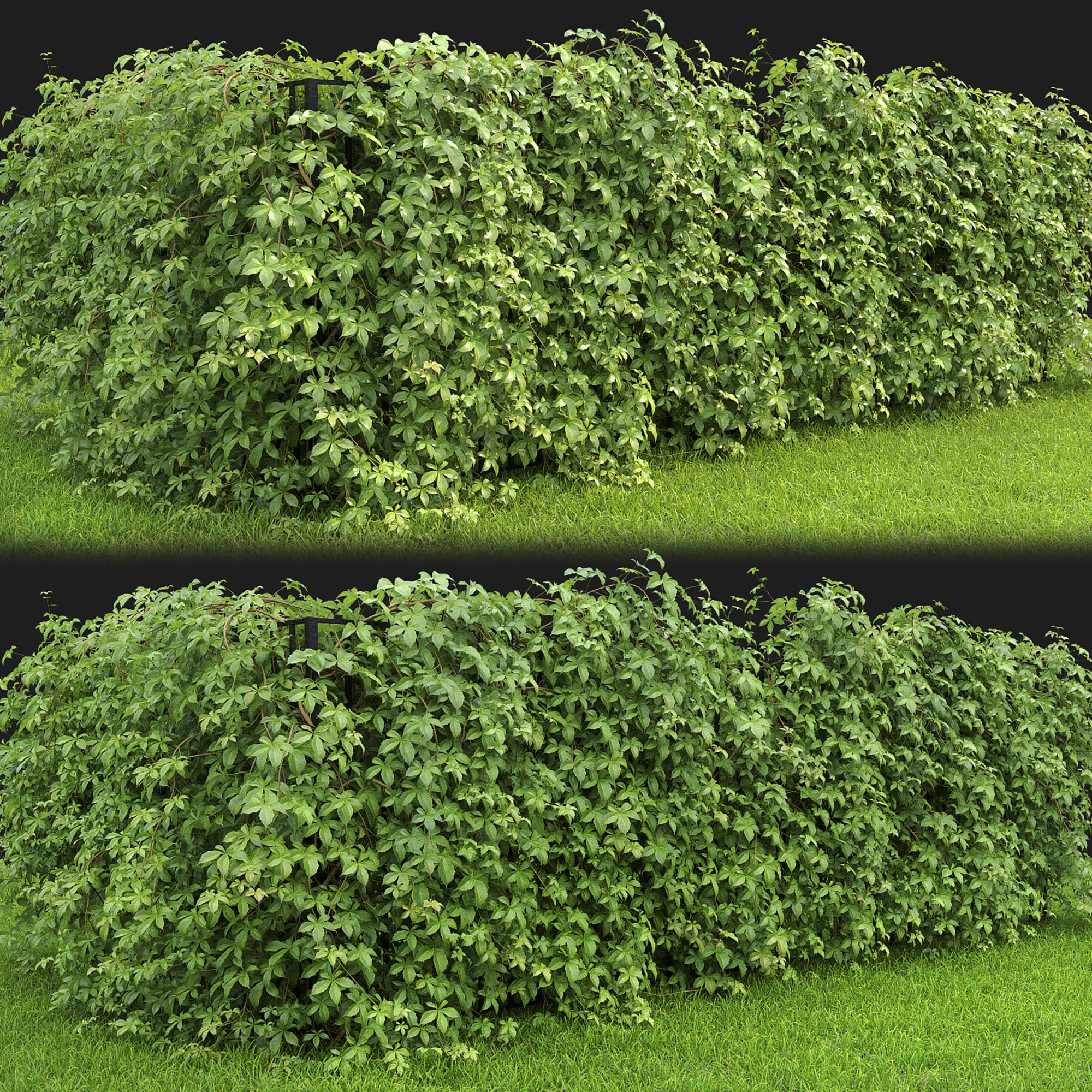 Virginia Creeper hedge 01 3D model_1