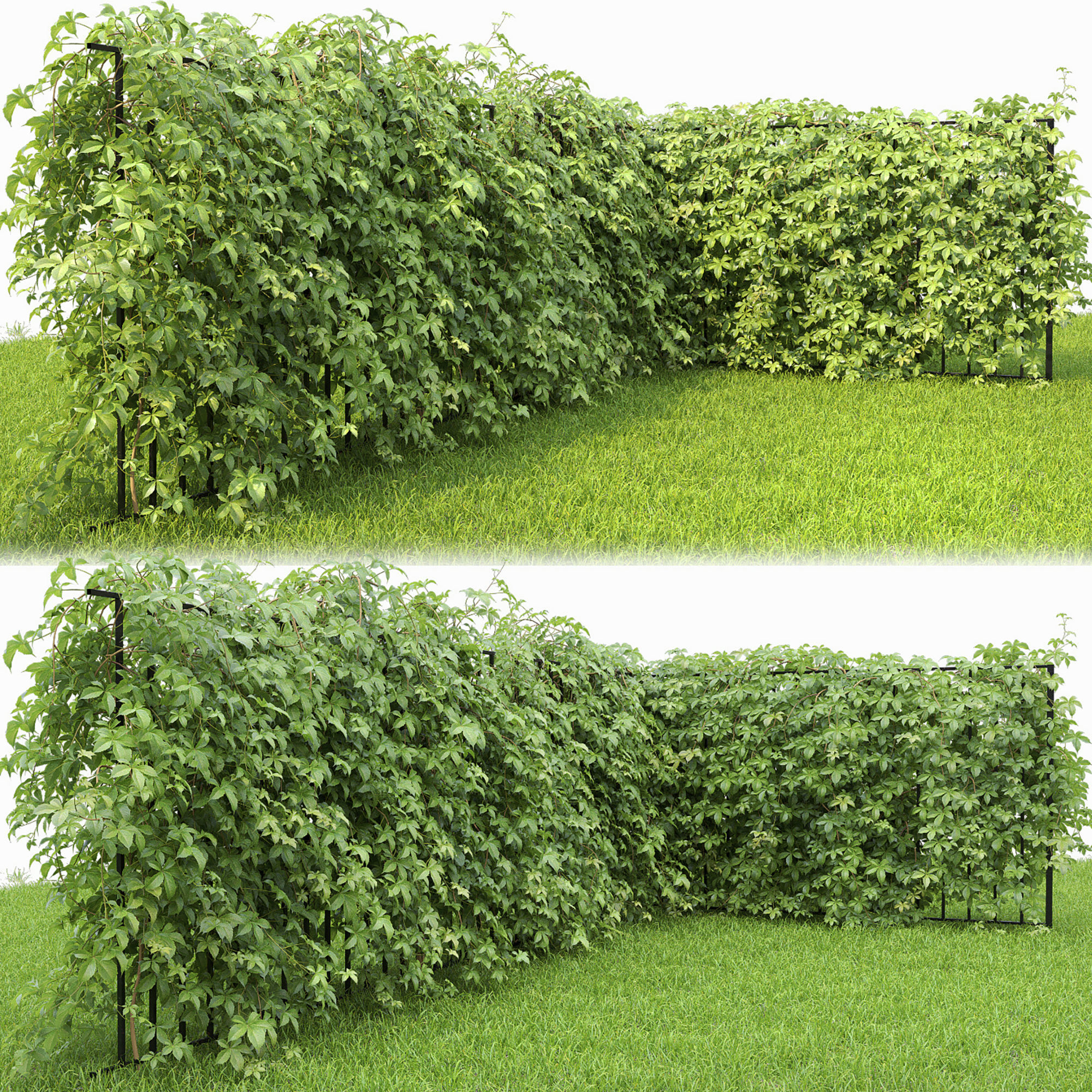 Virginia Creeper hedge 01 3D model_2