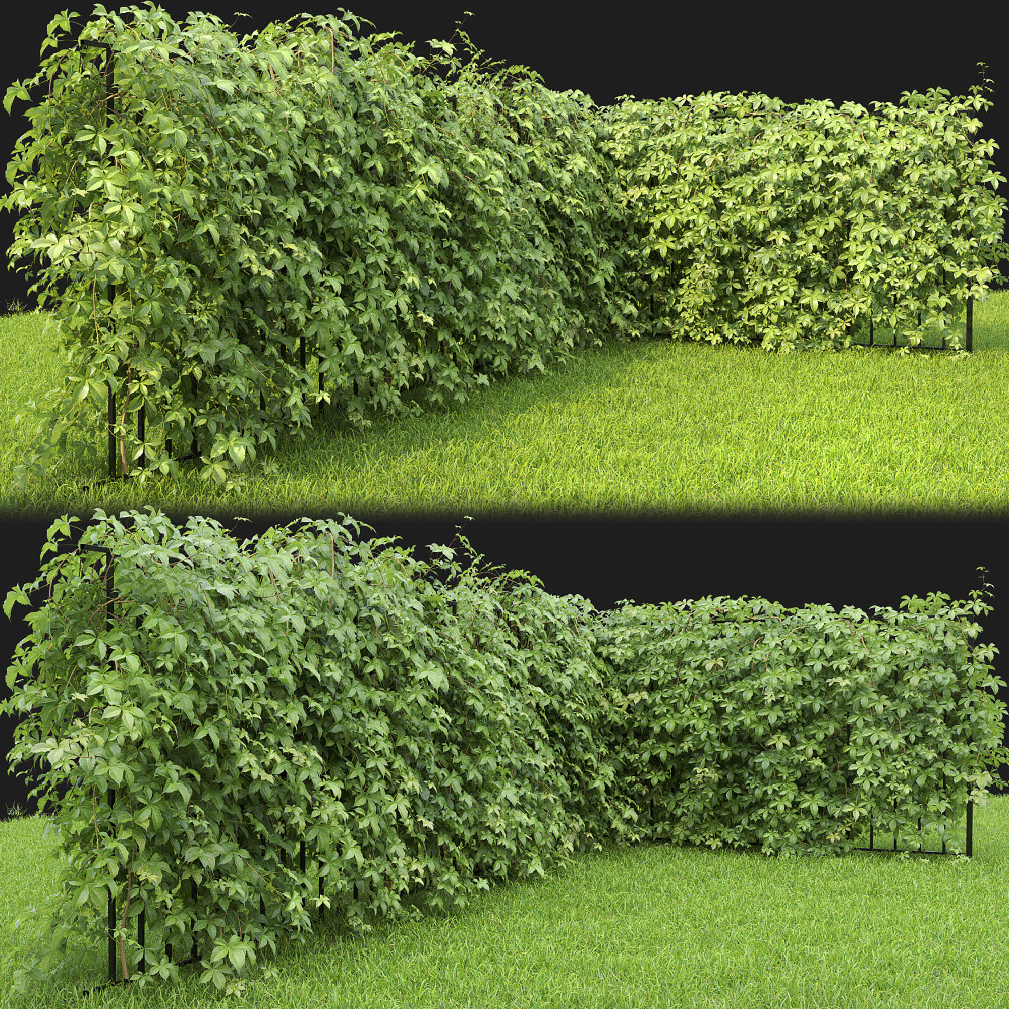Virginia Creeper hedge 01 3D model_7