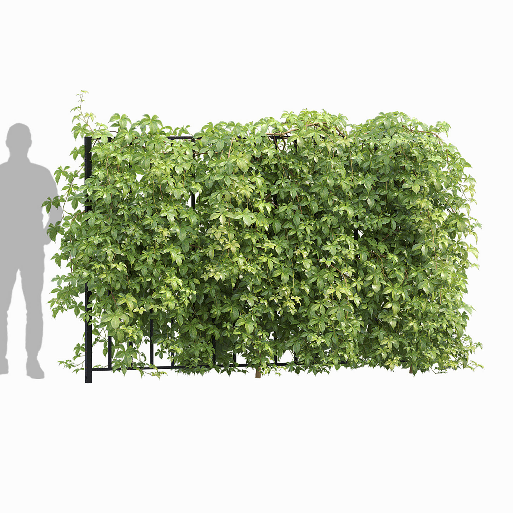 Virginia Creeper hedge 01 3D model_4