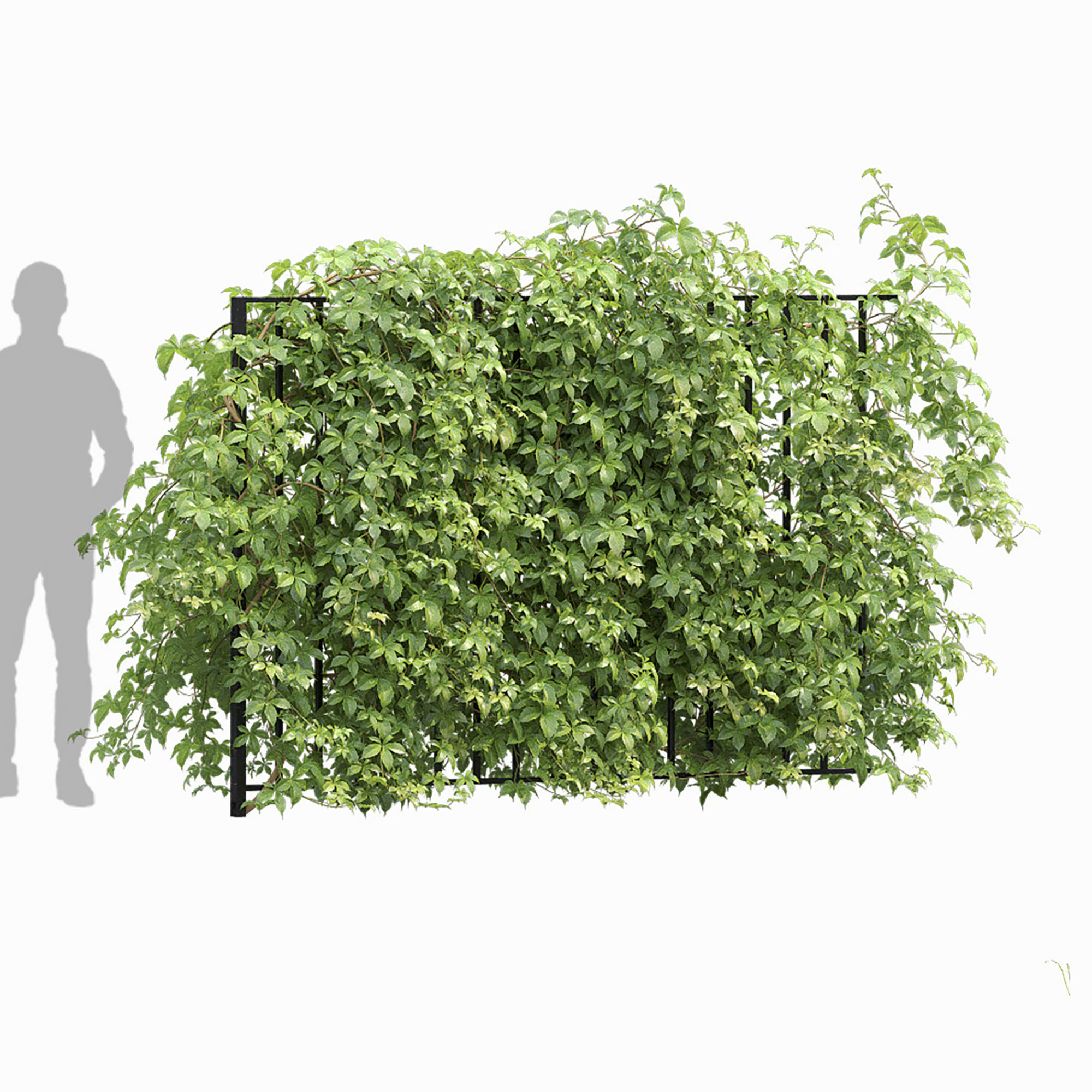 Virginia Creeper hedge 01 3D model_8