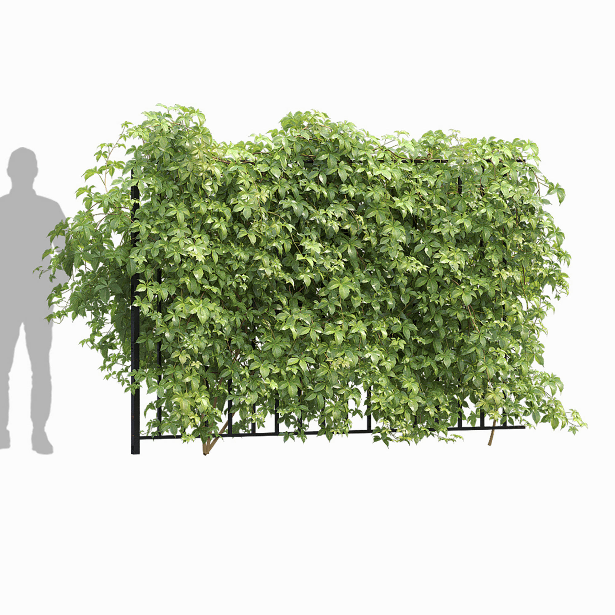 Virginia Creeper hedge 01 3D model_5