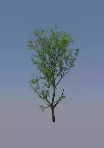 Super Realistic Tree Free 3D model