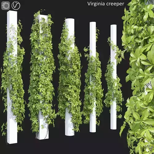 Virginia Creeper 05 3D model