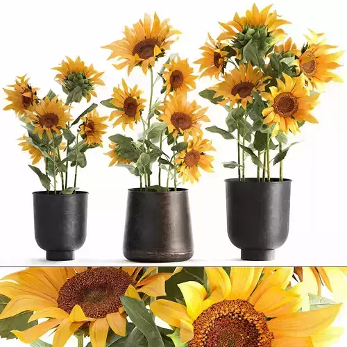 Sunflowers in a  flowerpot for the interior 1020