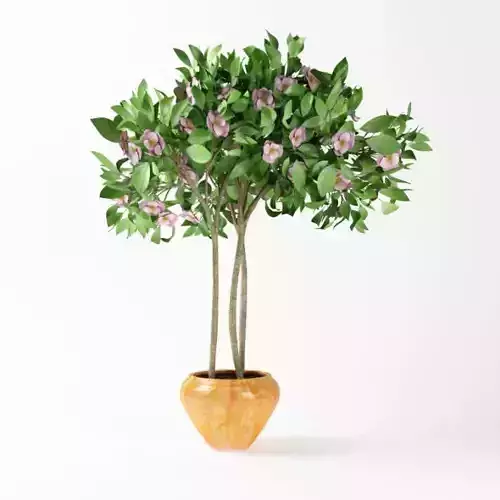 Potted Flowering Plant