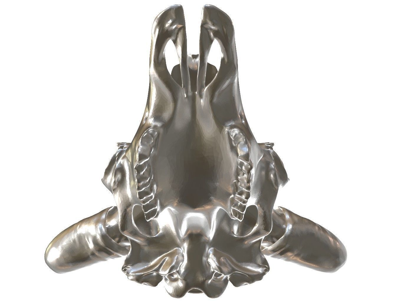 Cranium Charm Bison 3D print model_10