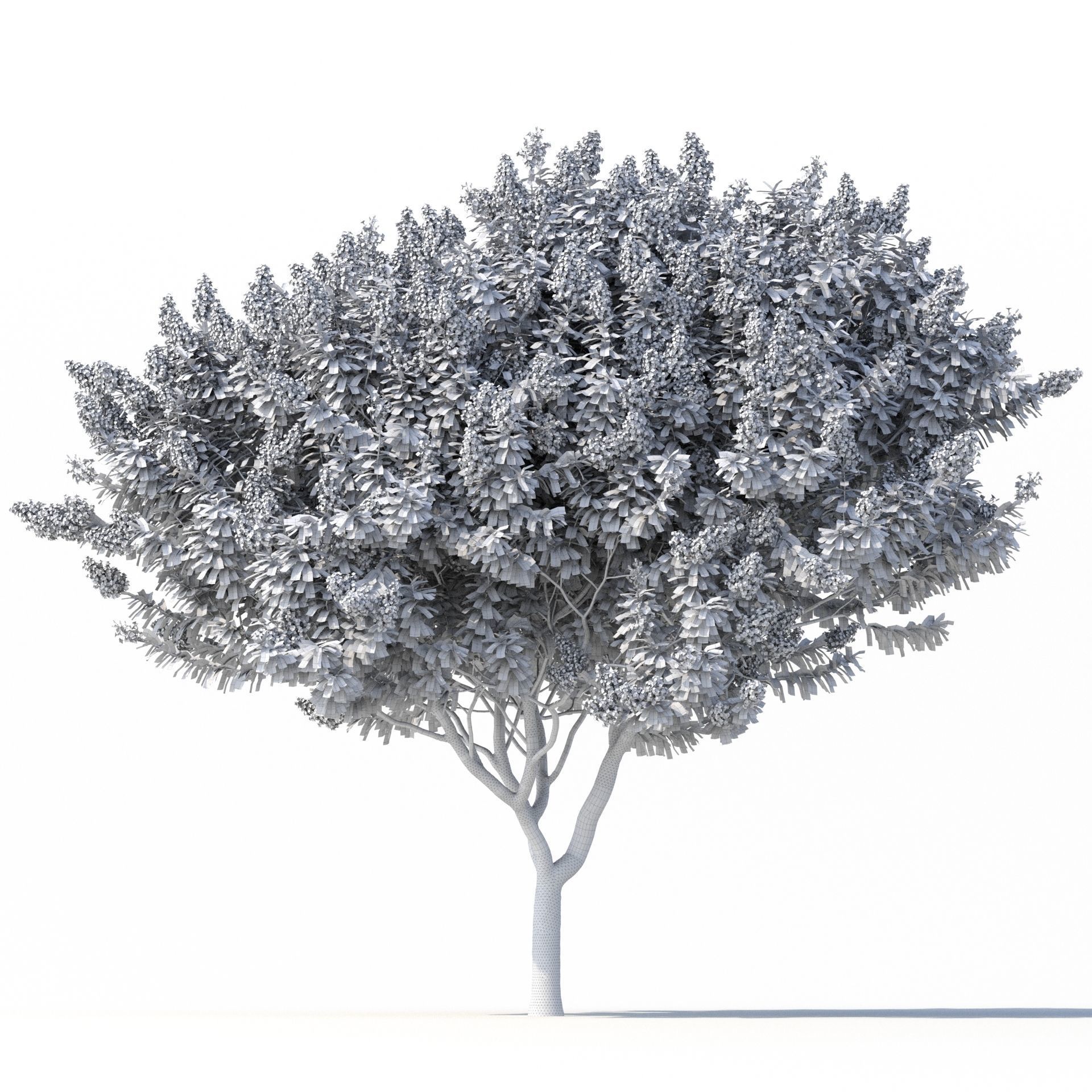Crape myrtle No 2 with flowers 3D model_8