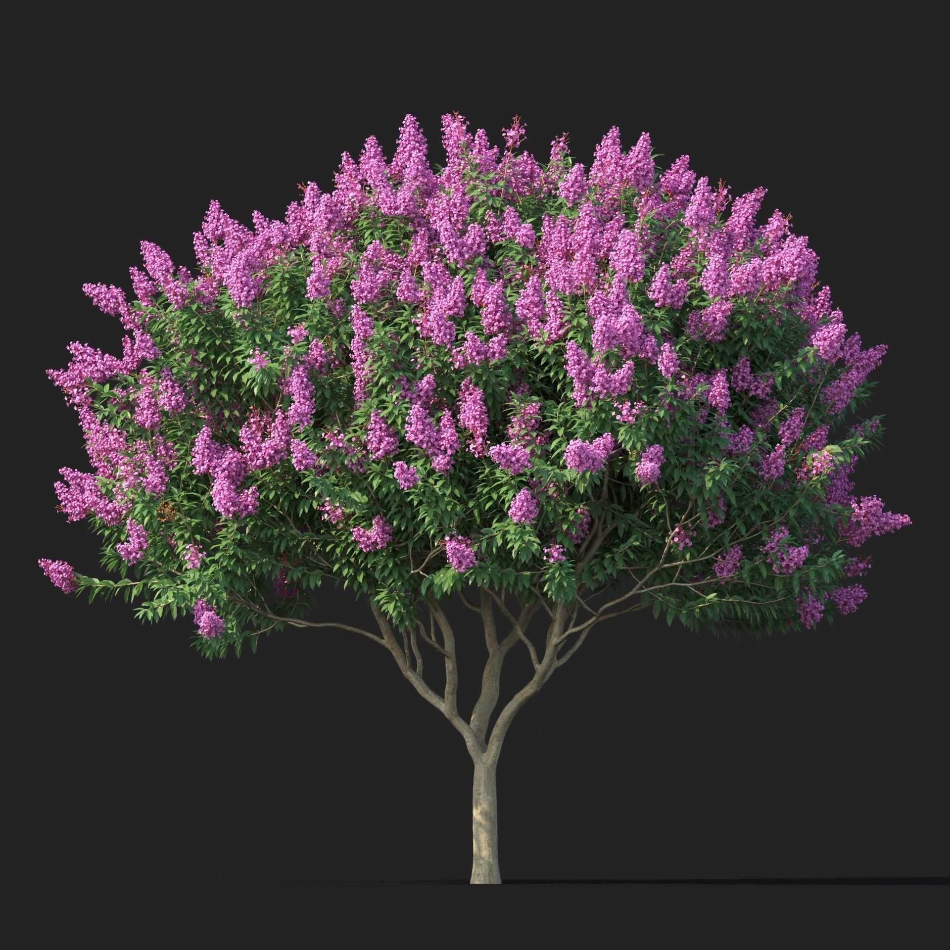 Crape myrtle No 2 with flowers 3D model_2