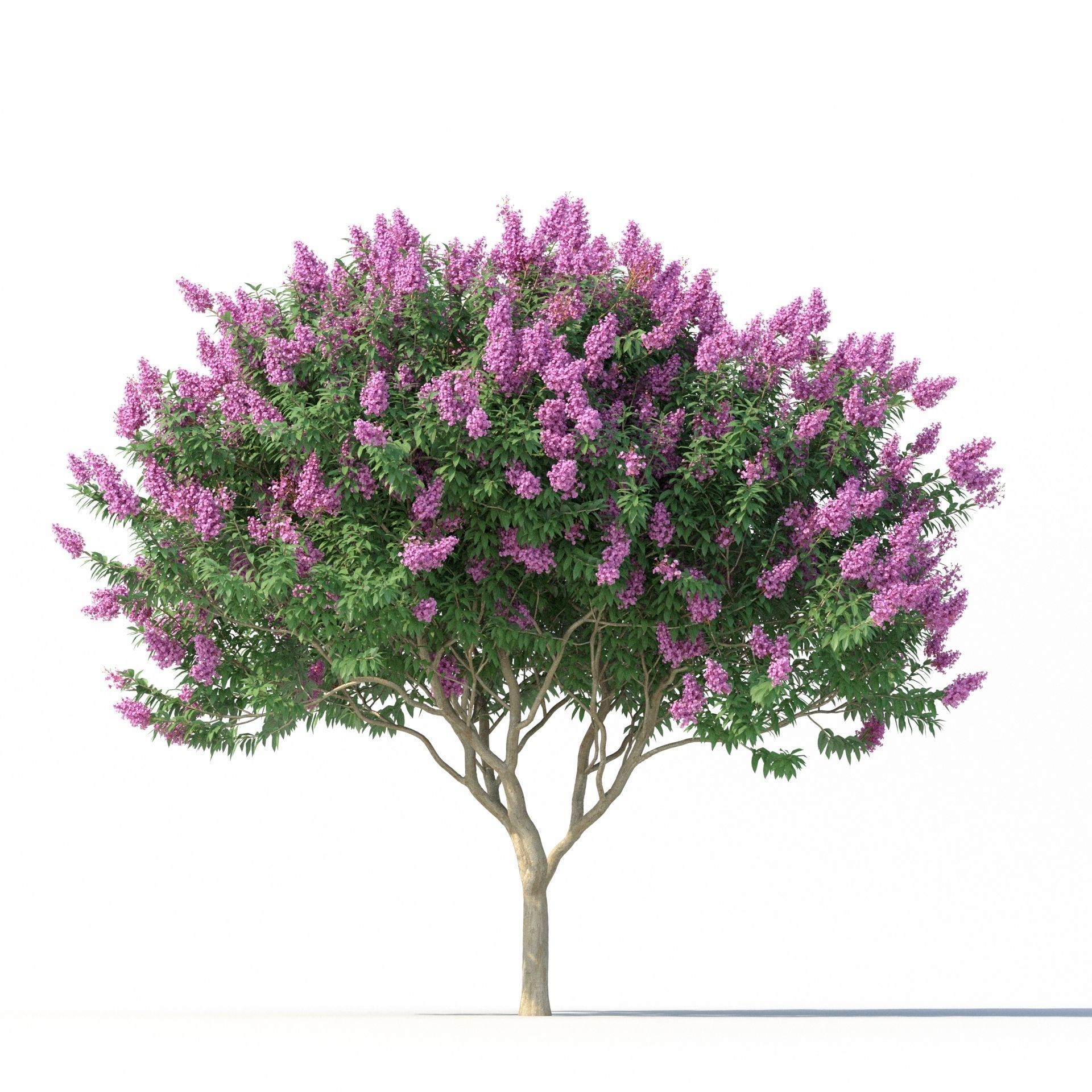 Crape myrtle No 2 with flowers 3D model_4