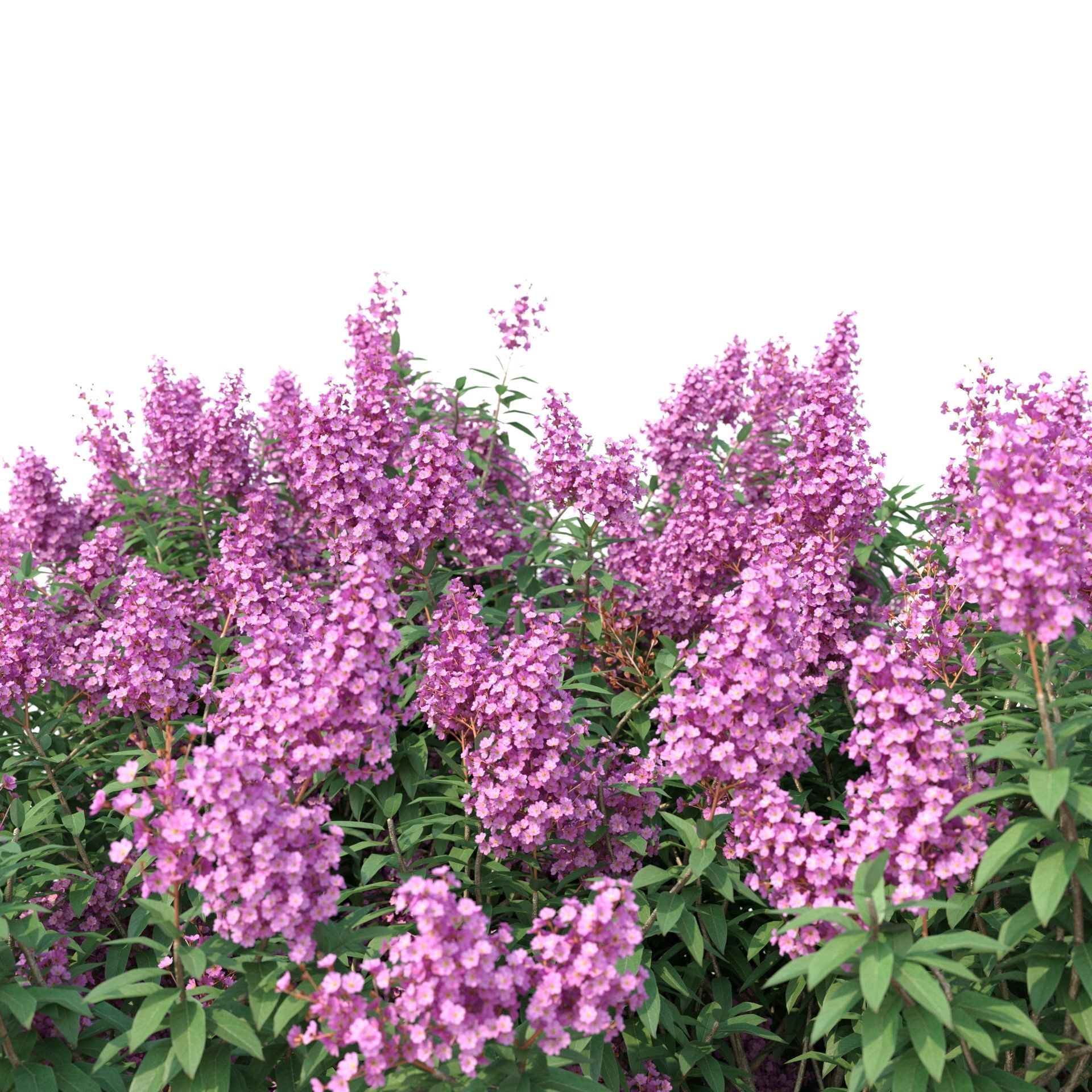 Crape myrtle No 2 with flowers 3D model_1