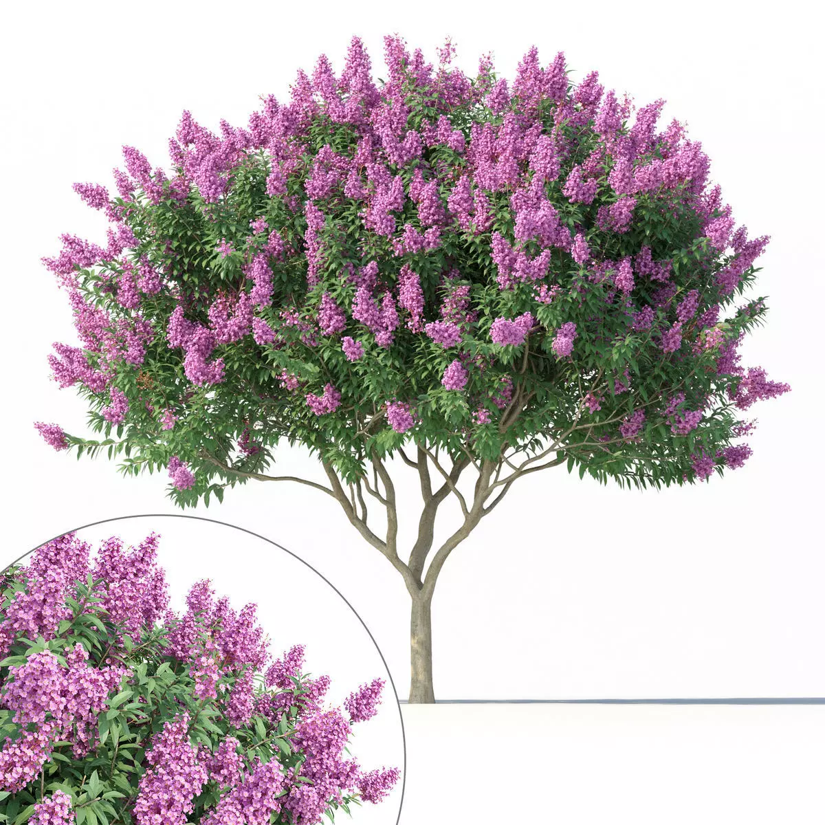 Crape myrtle No 2 with flowers 3D model_0