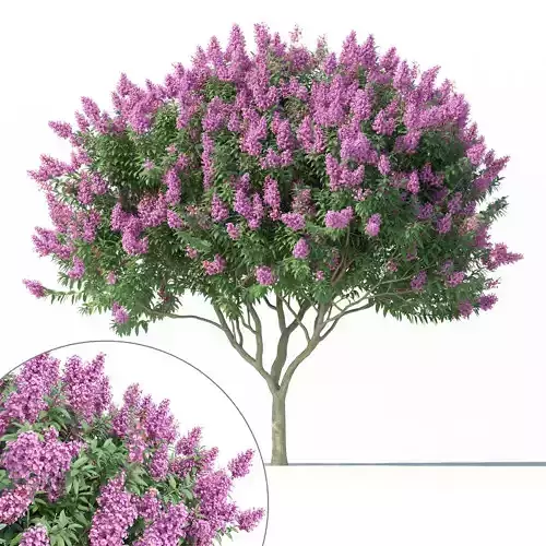 Crape myrtle No 2 with flowers 3D model