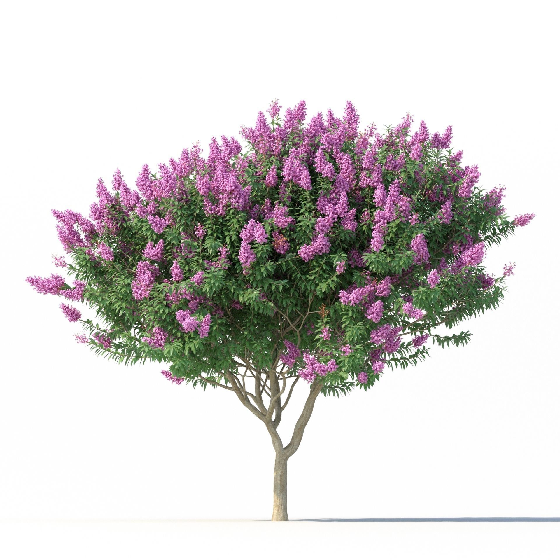 Crape myrtle No 2 with flowers 3D model_5