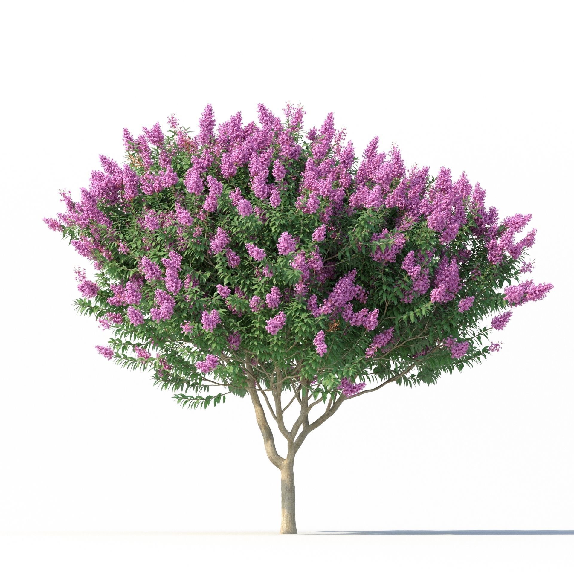 Crape myrtle No 2 with flowers 3D model_3