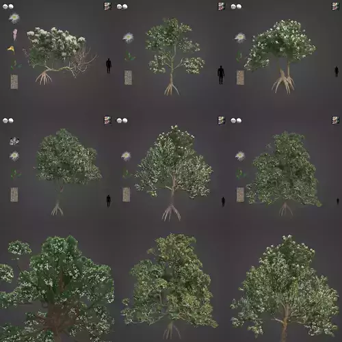 2021 PBR Marri Collection - Corymbia Calophylla 