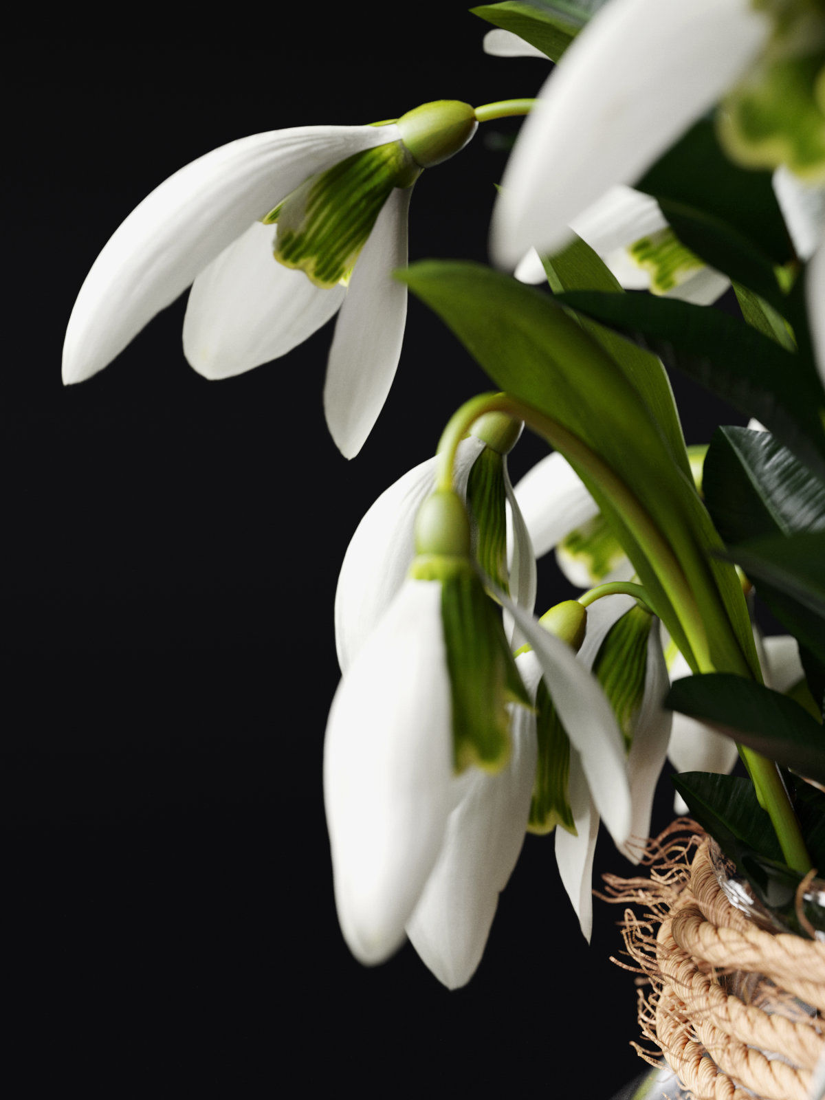 Snowdrop Plant 3D model_5