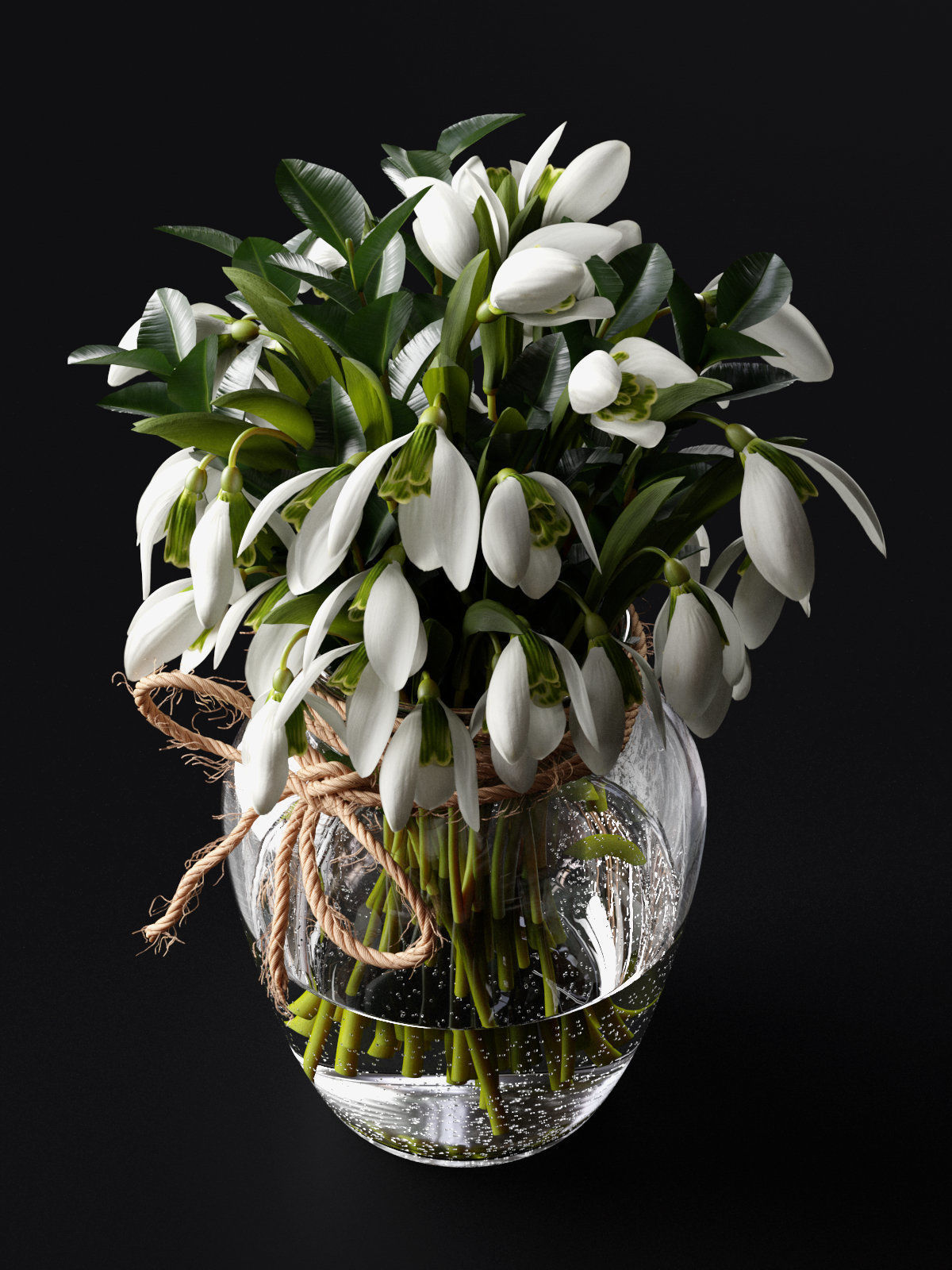 Snowdrop Plant 3D model_3