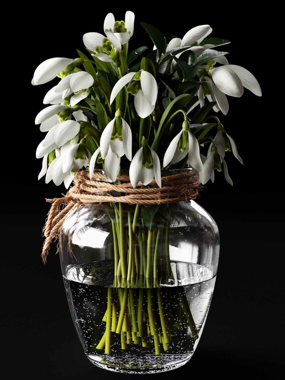 Snowdrop Plant 3D model_4